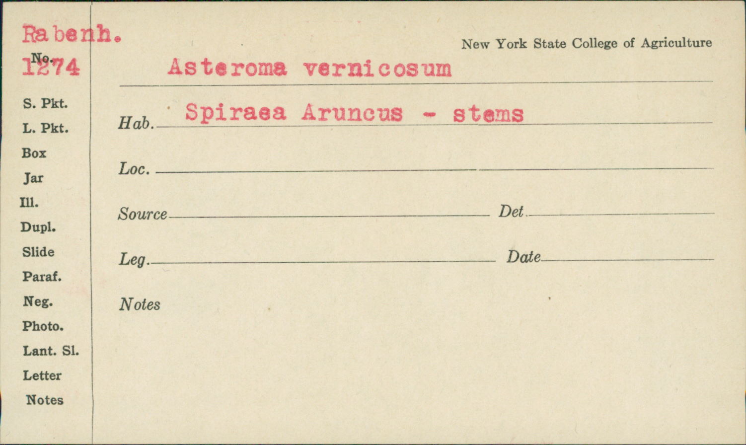 Asteroma vernicosum image