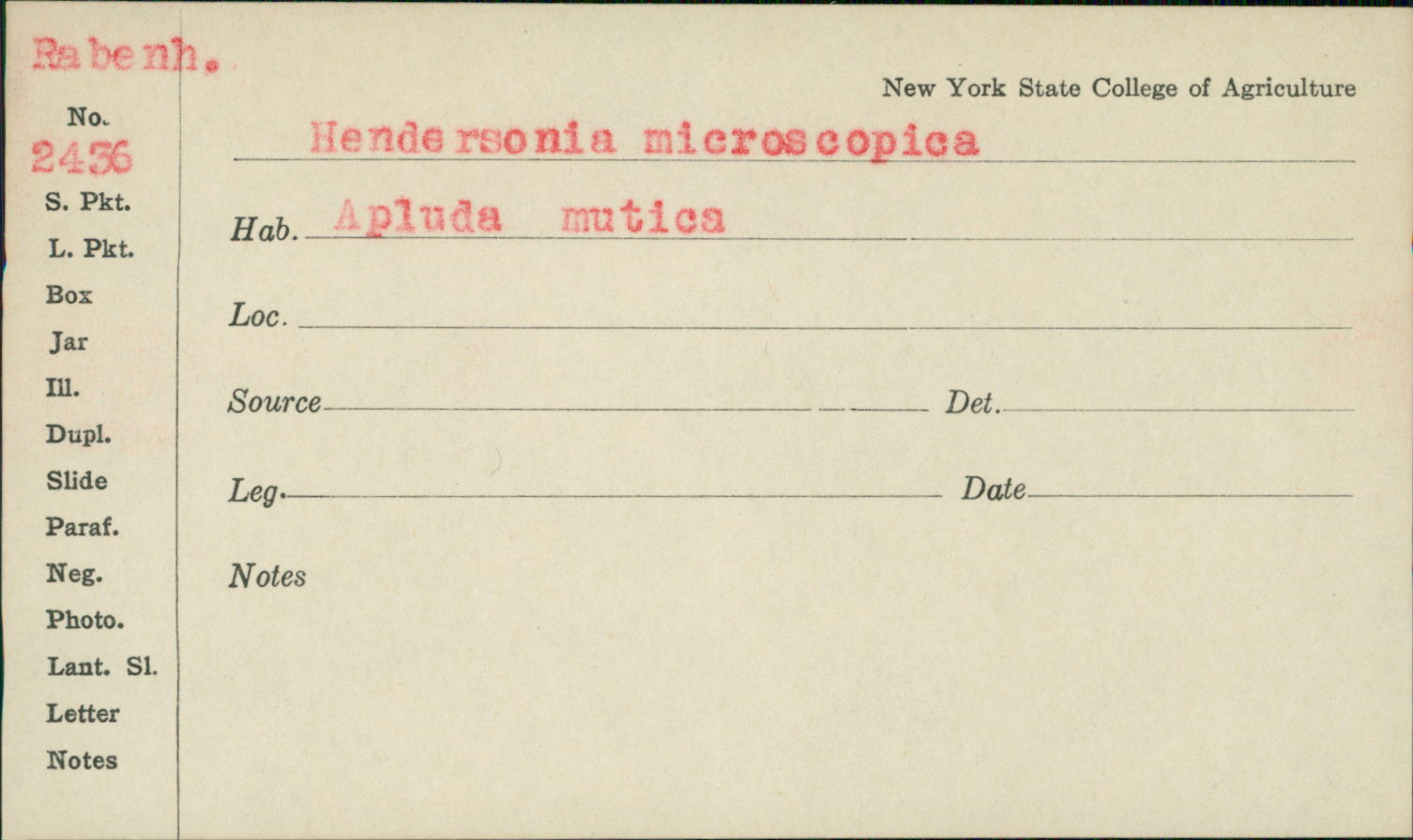 Hendersonia microscopica image