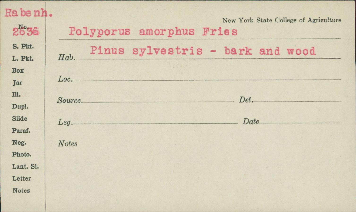 Polyporus amphiporus image