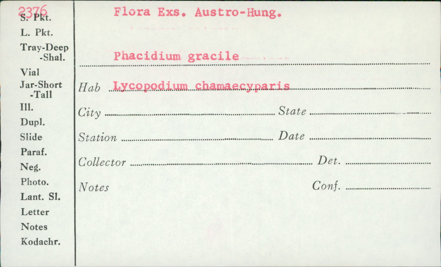 Phacidium gracile image