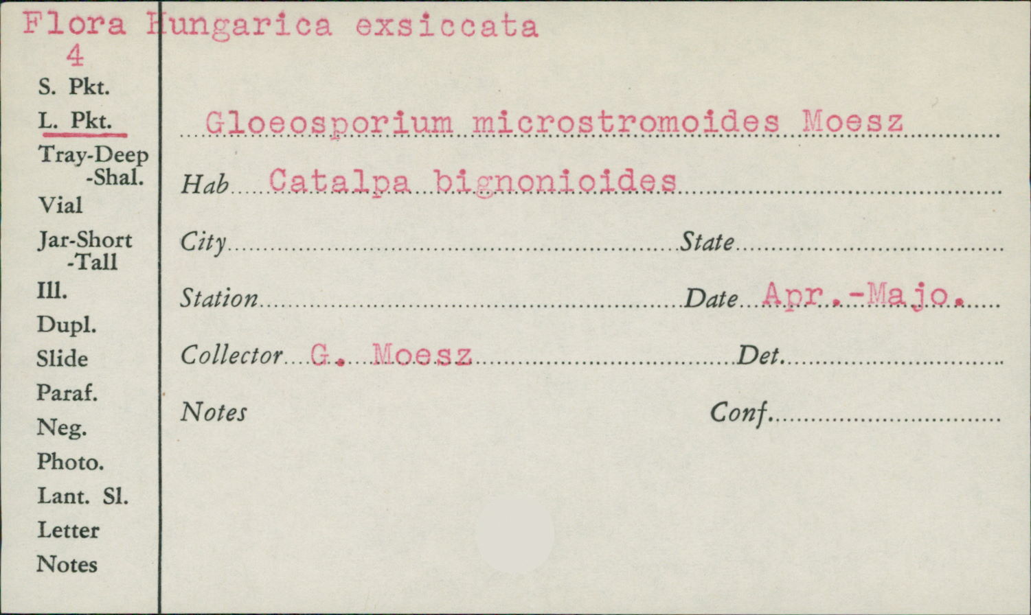 Gloeosporium microstromoides image