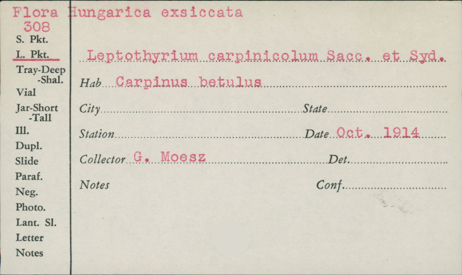Leptothyrium carpinicola image