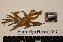 Ramularia basarabica image