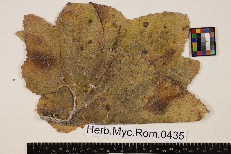Ramularia petasitis-tomentosae image