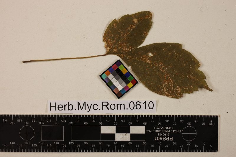 Cylindrosporium negundinis f. europaea image