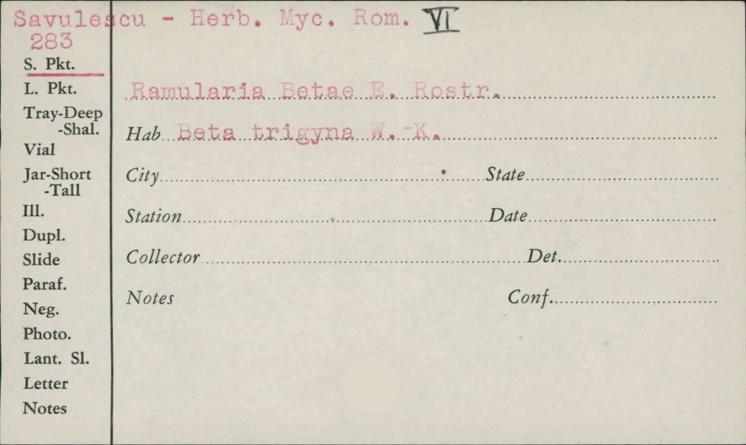 Ramularia betae image