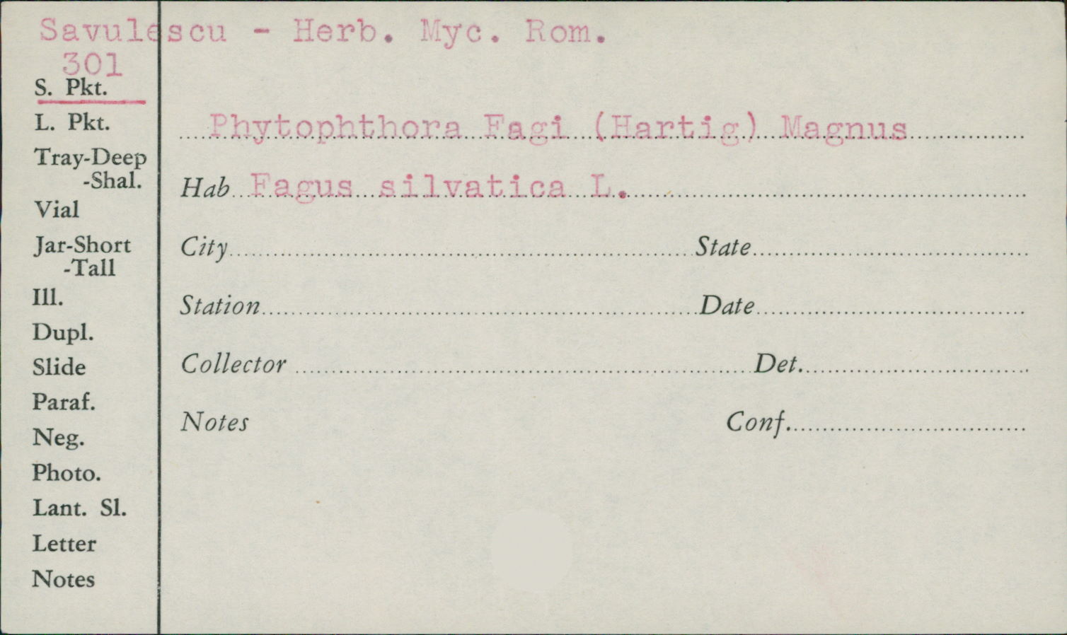 Phytophthora fagi image