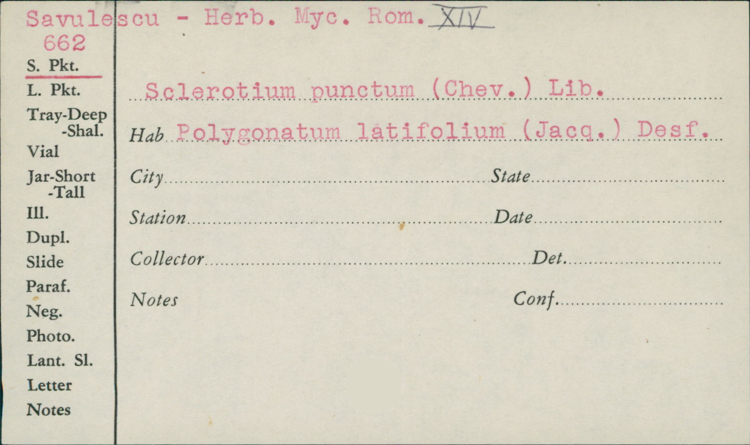 Sclerotium punctum image