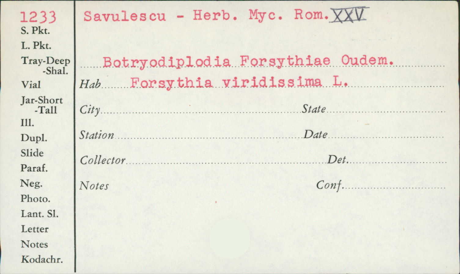 Botryodiplodia forsythiae image