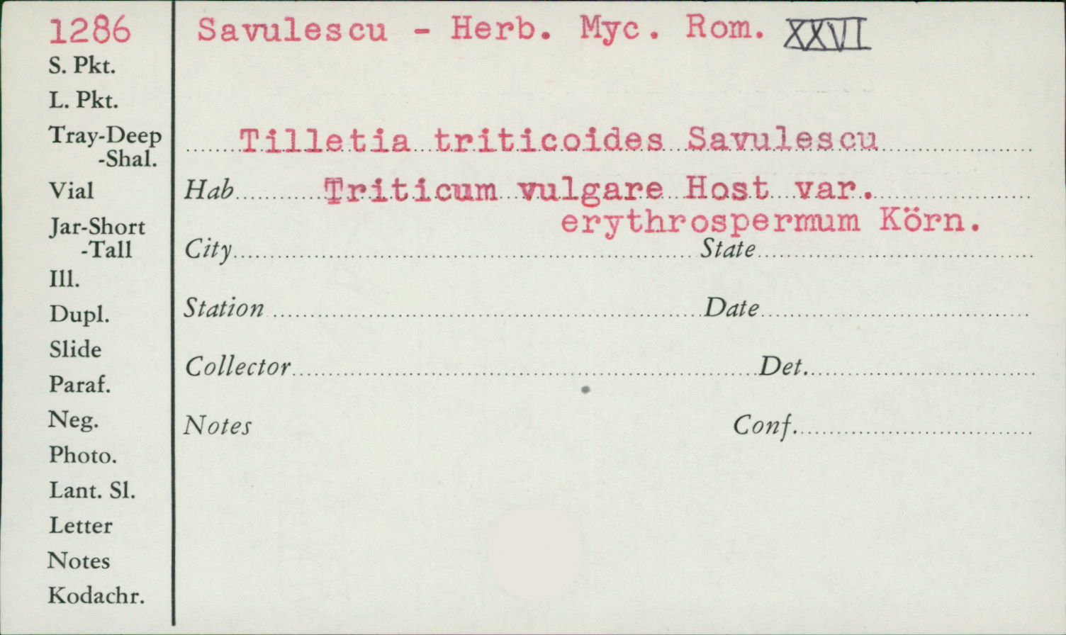 Tilletia triticoides image