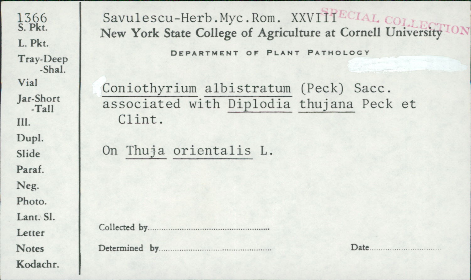 Coniothyrium albistratum image