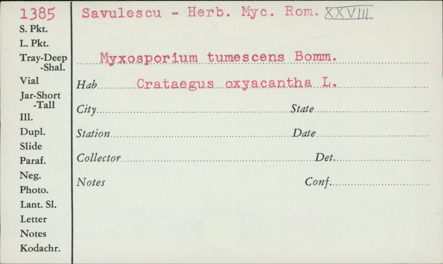 Myxosporium tumescens image