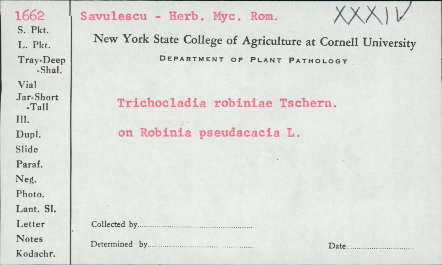 Trichocladia robiniae image
