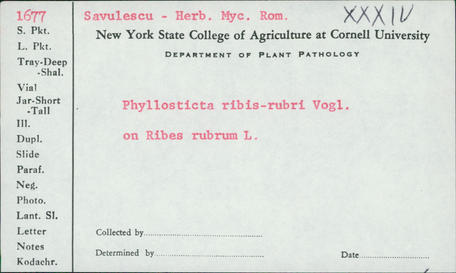 Phyllosticta ribis image