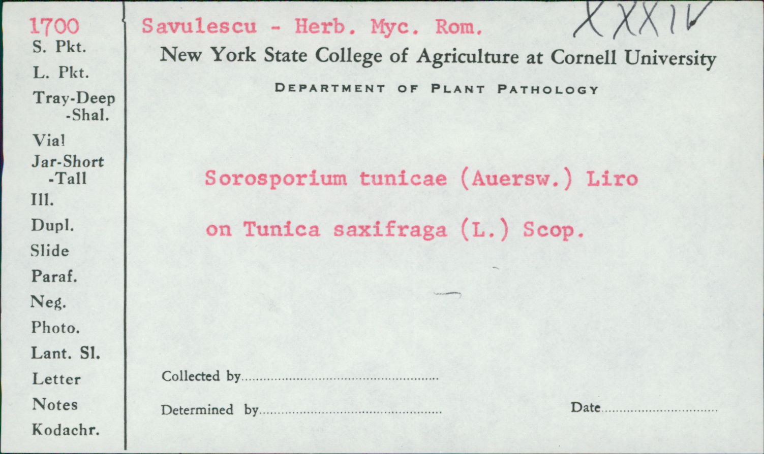 Sorosporium tunicae image