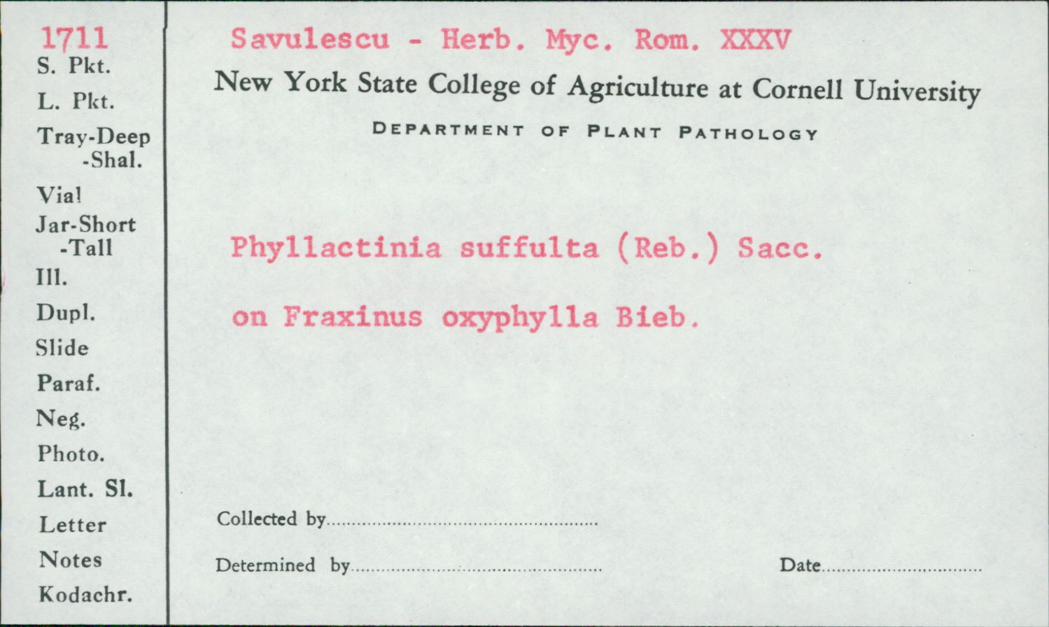 Phyllactinia guttata image