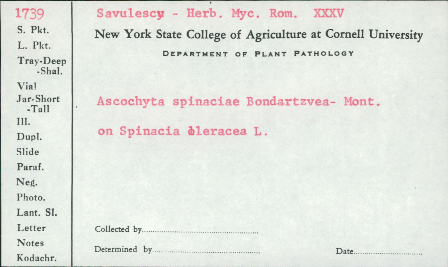 Ascochyta spinaciae image