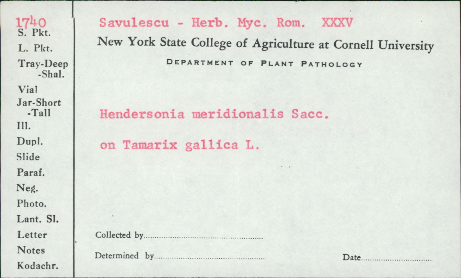 Hendersonia meridionalis image