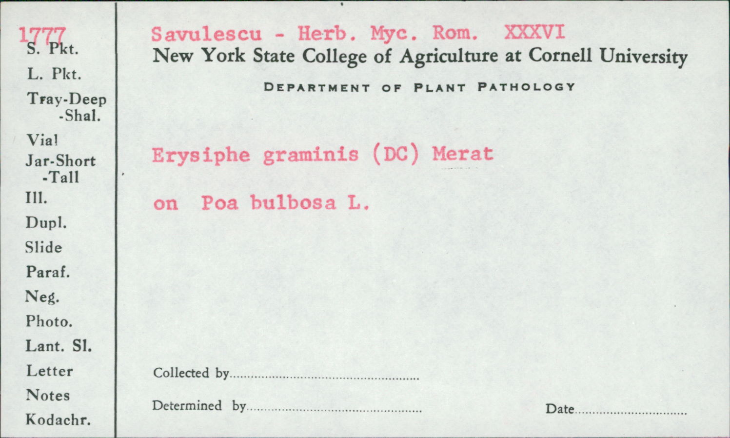 Blumeria graminis image