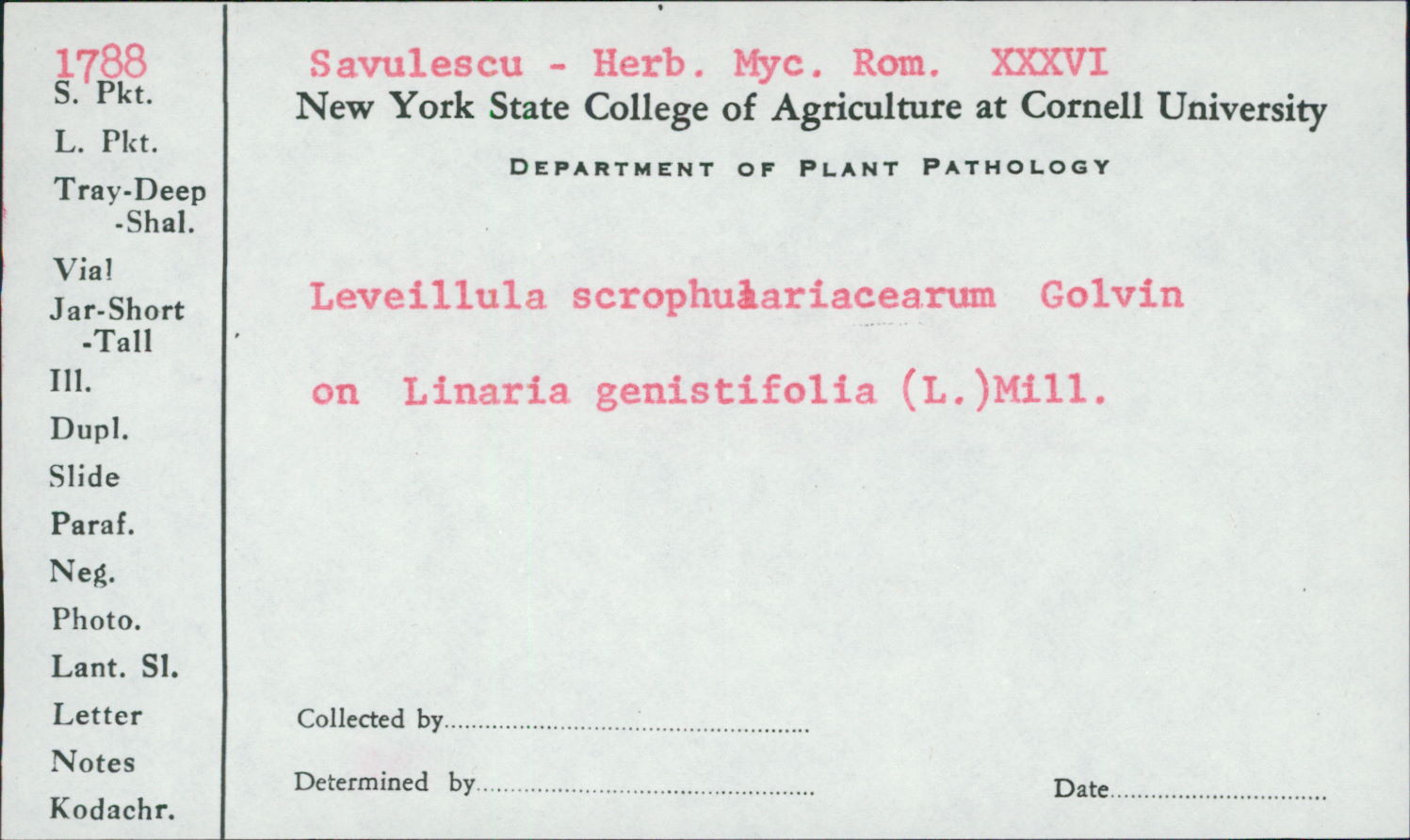 Leveillula scrophulariacearum image