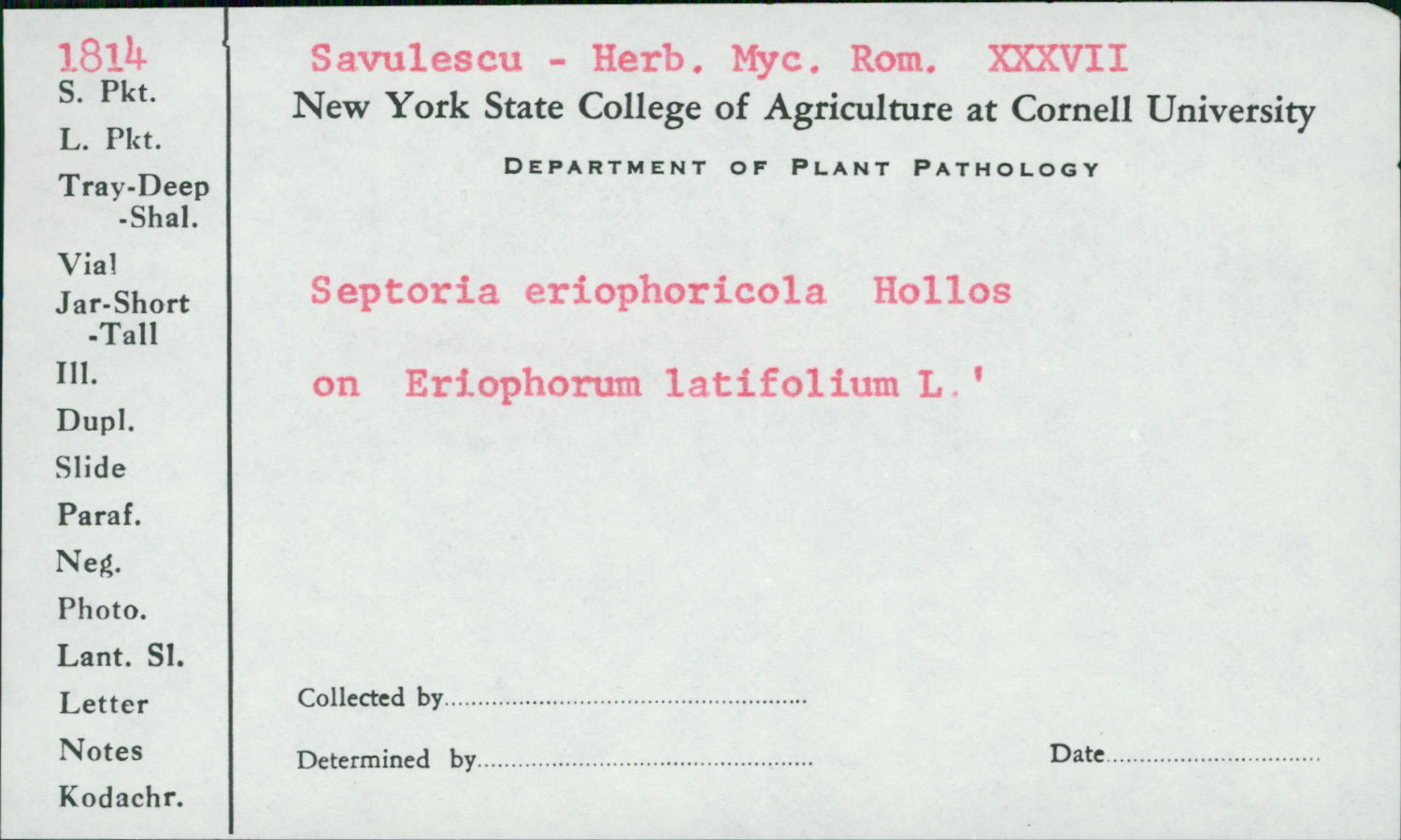 Septoria eriophori image