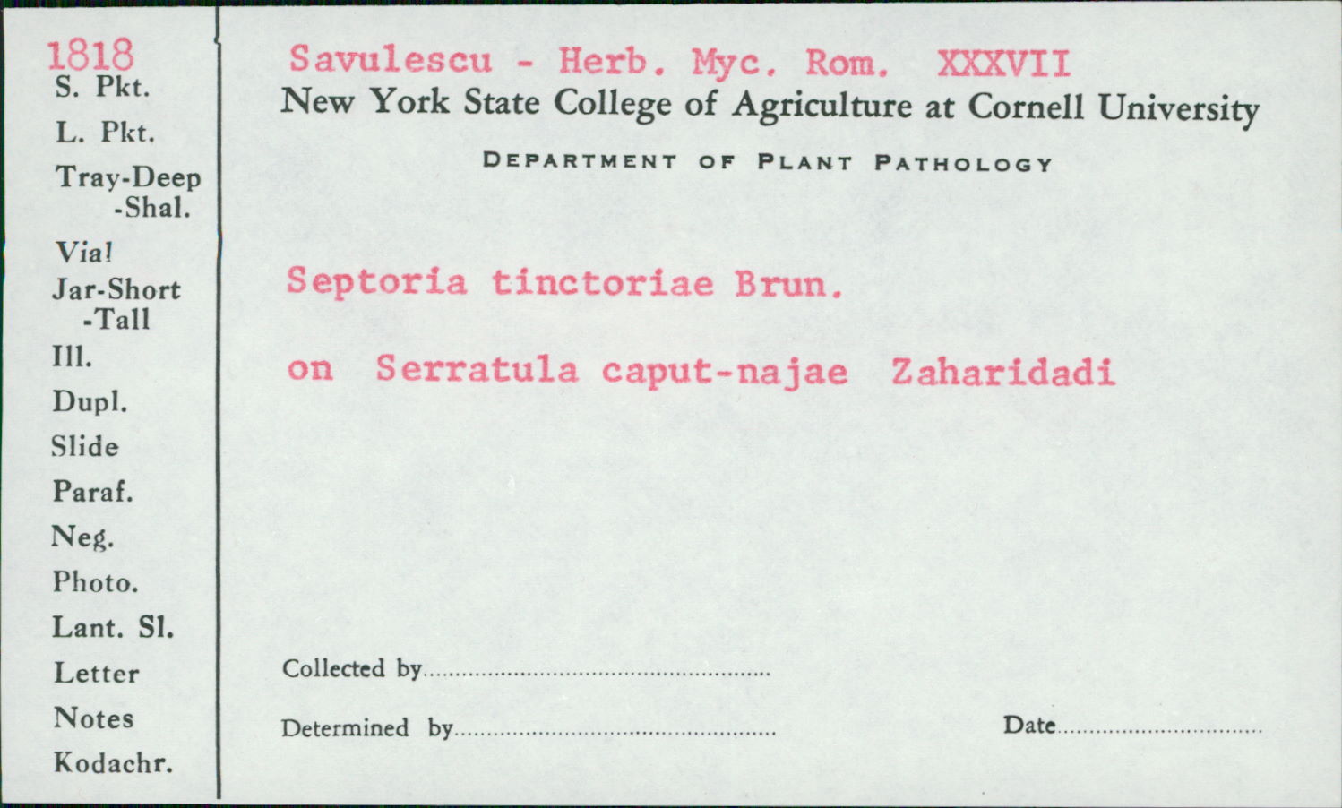 Septoria tinctoriae image