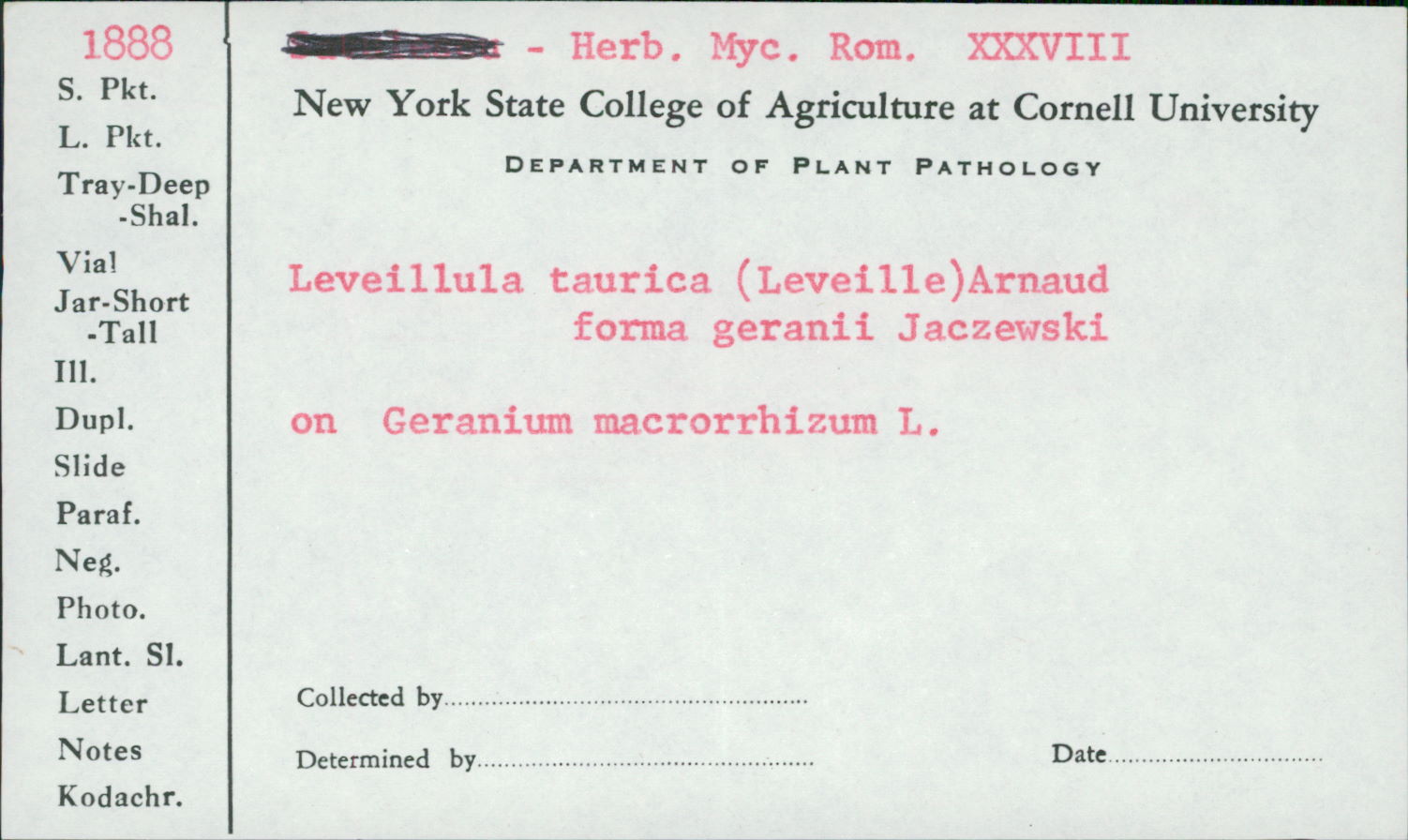 Leveillula taurica f. geranii image