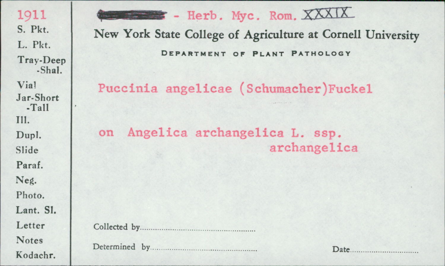 Puccinia karstenii image