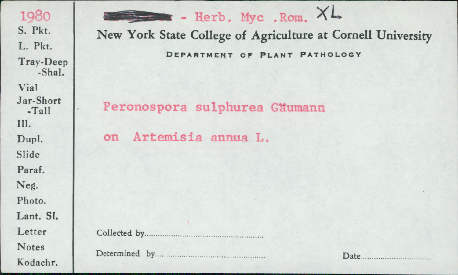 Peronospora sulphurea image