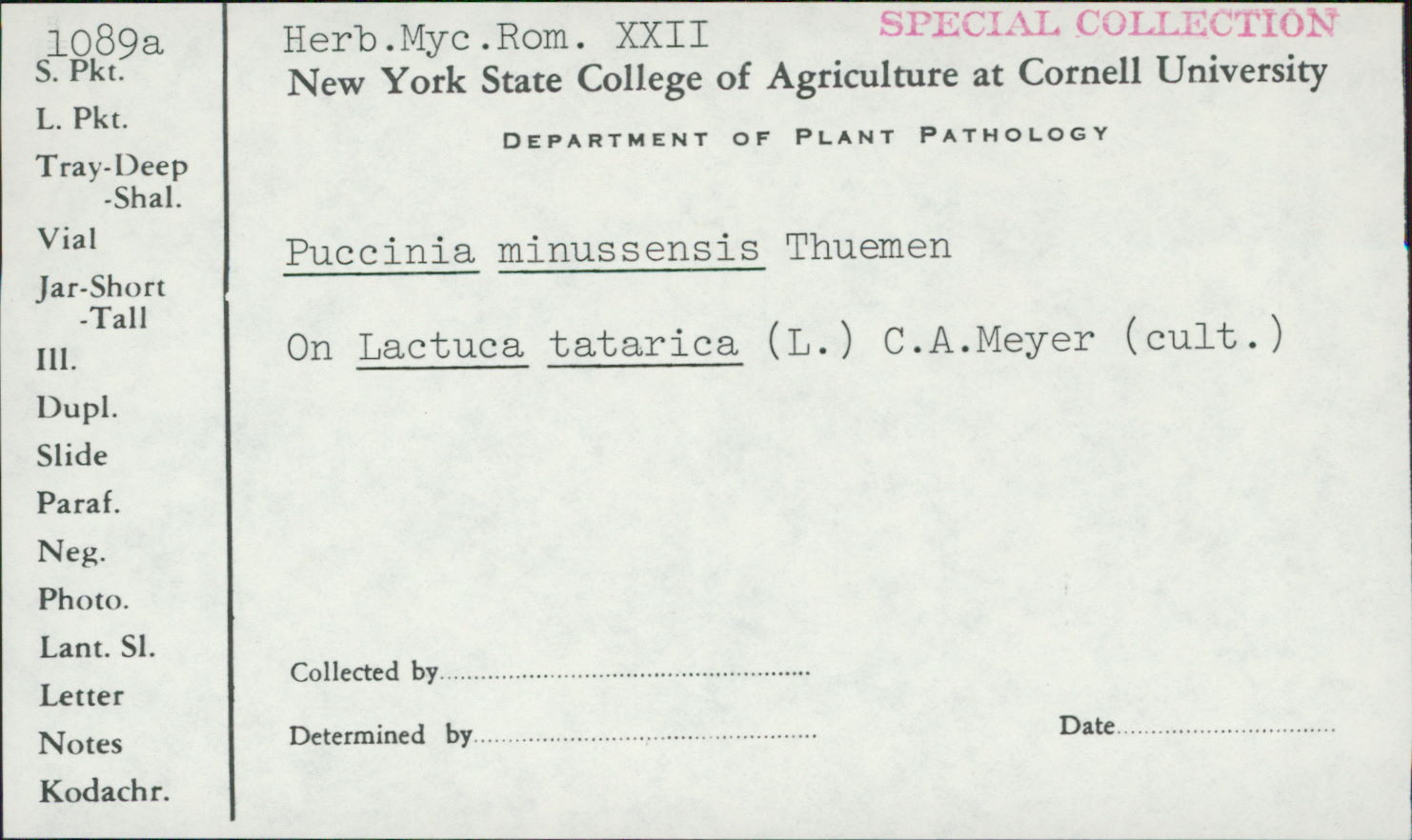 Puccinia minussensis image