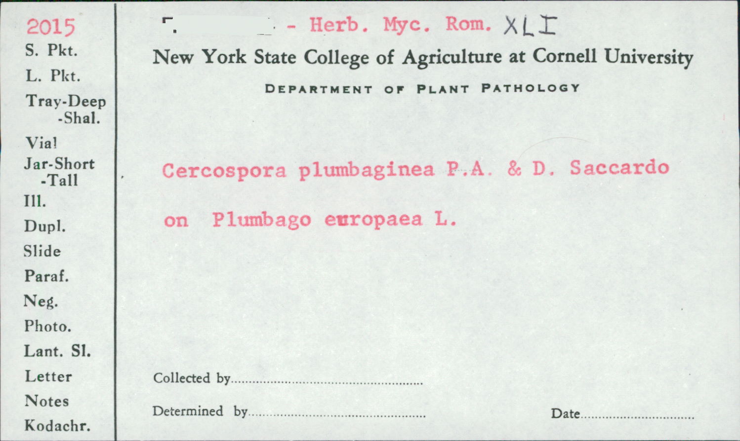 Cercospora plumbaginea image