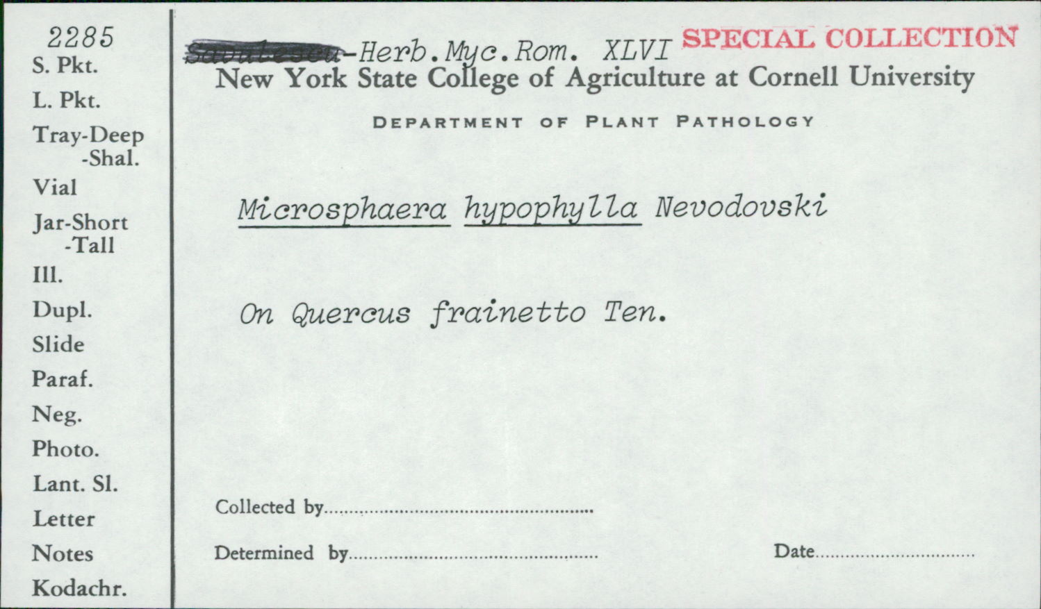 Microsphaera hypophylla image