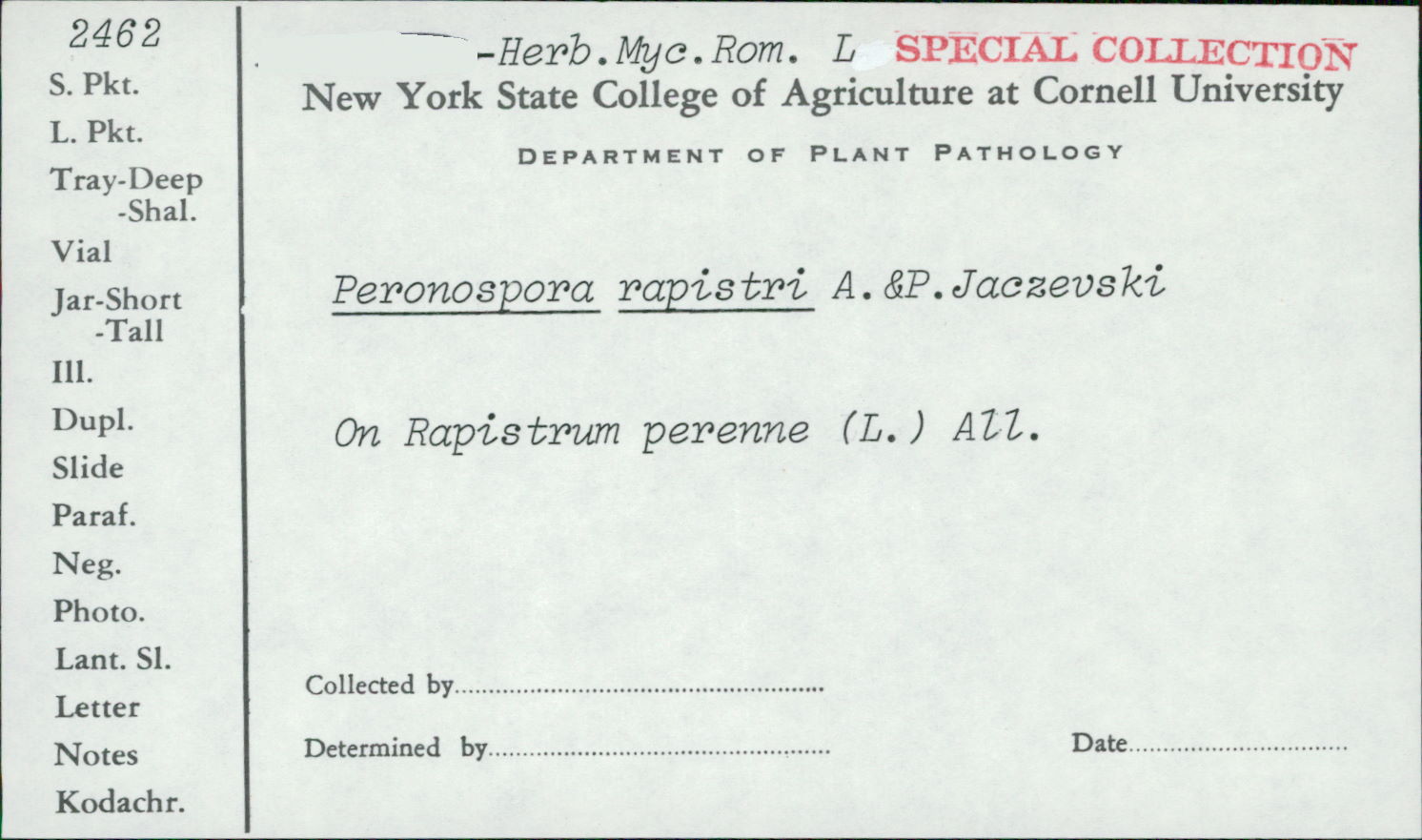 Peronospora rapistri image