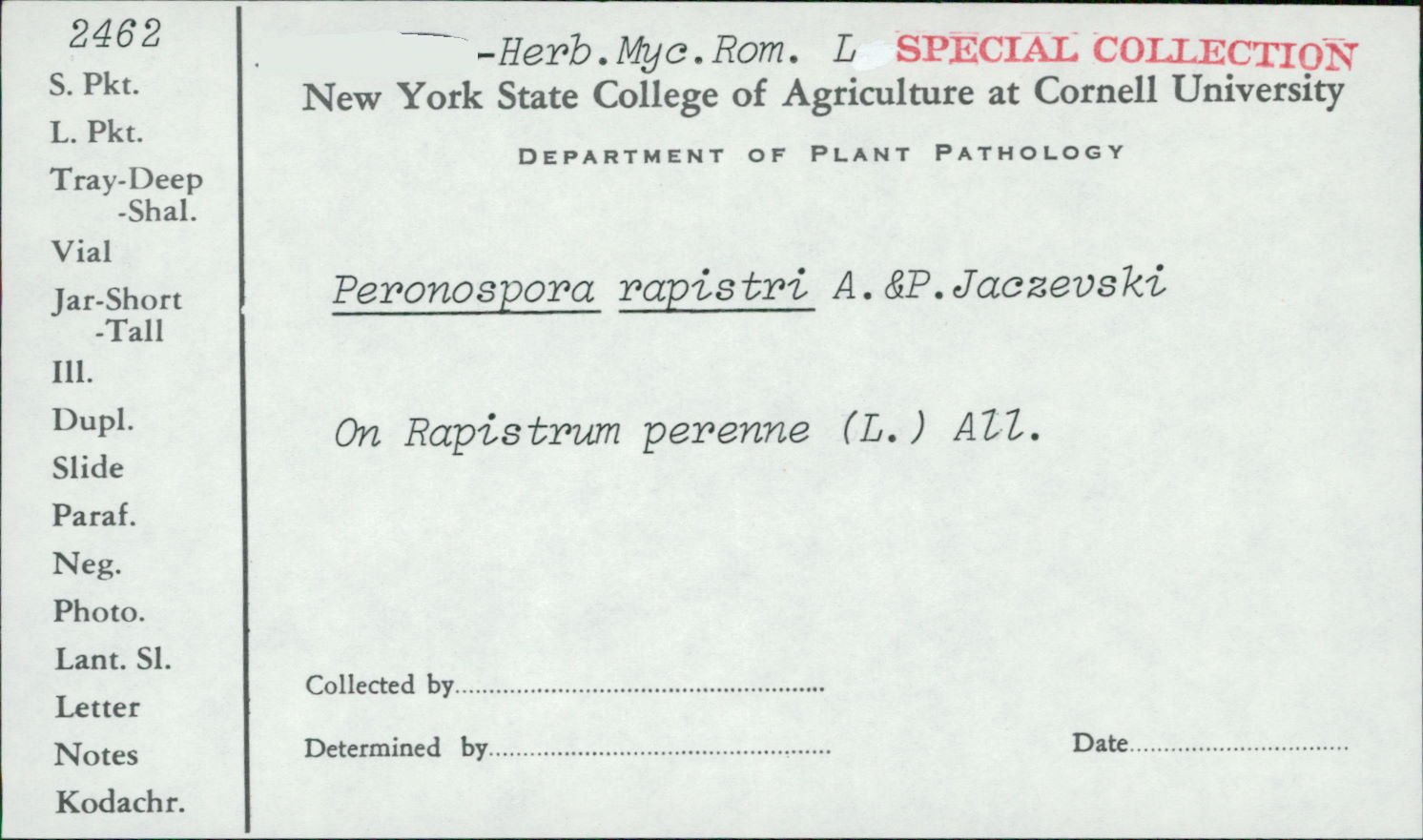 Peronospora rapistri image