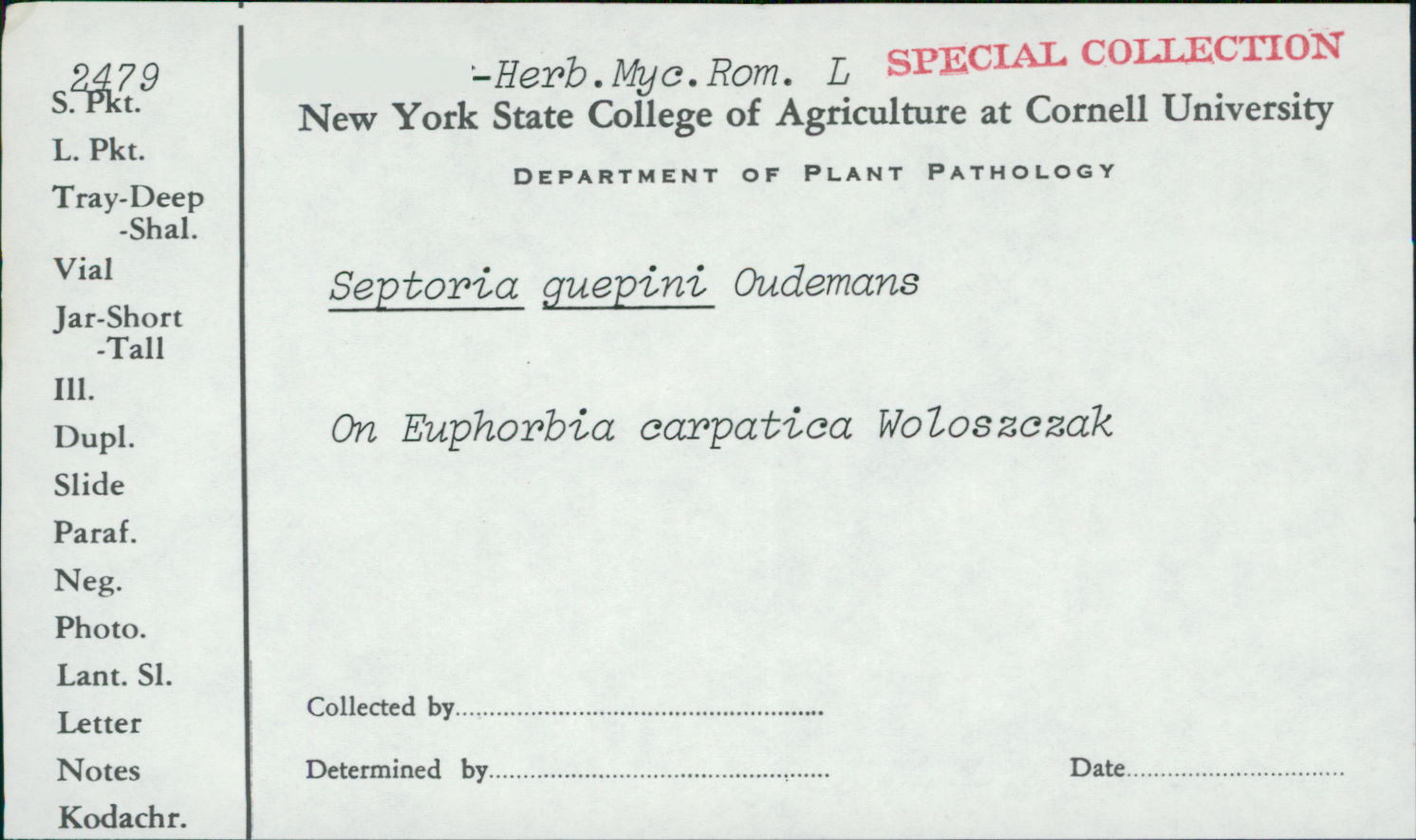 Septoria guepini image