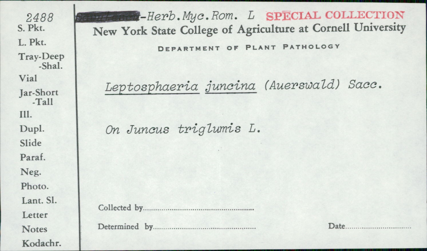 Leptosphaeria junci image