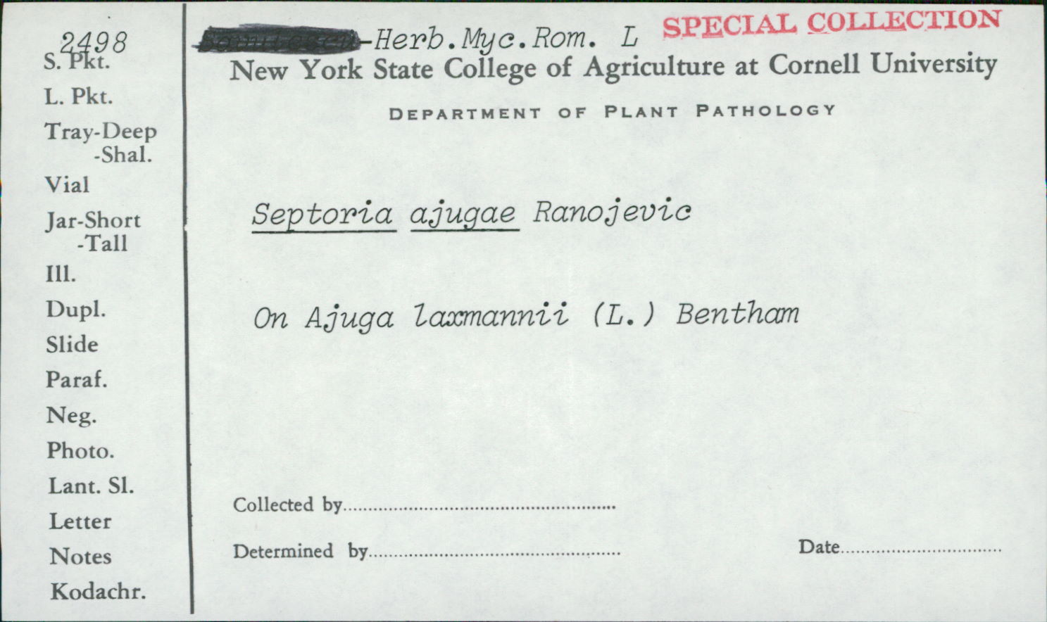 Septoria ajugae image