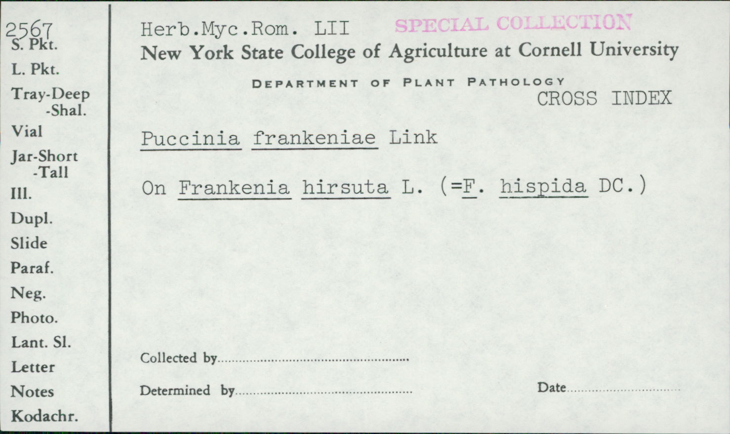 Puccinia frankeniae image