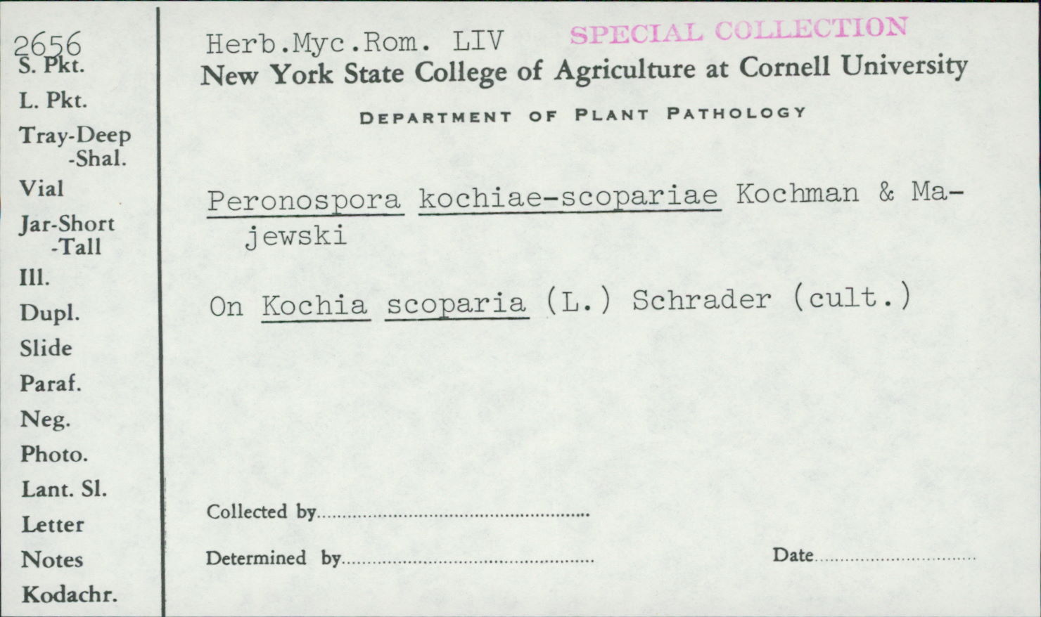 Peronospora kochiae-scopariae image