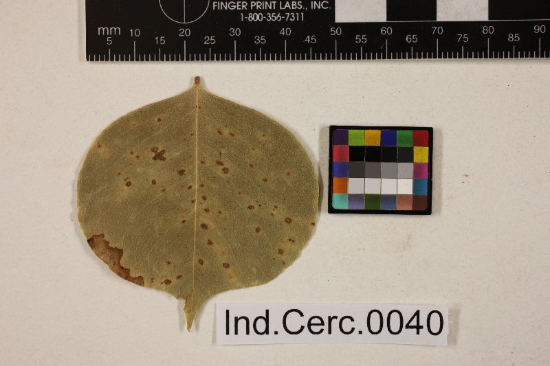 Cercospora sissoo image