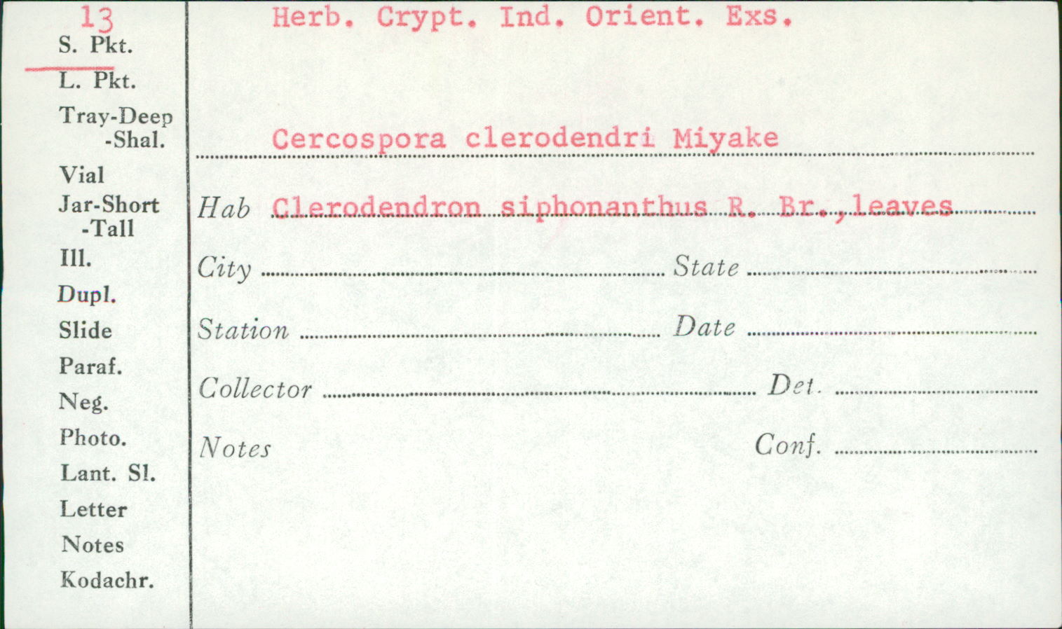 Cercospora clerodendri image