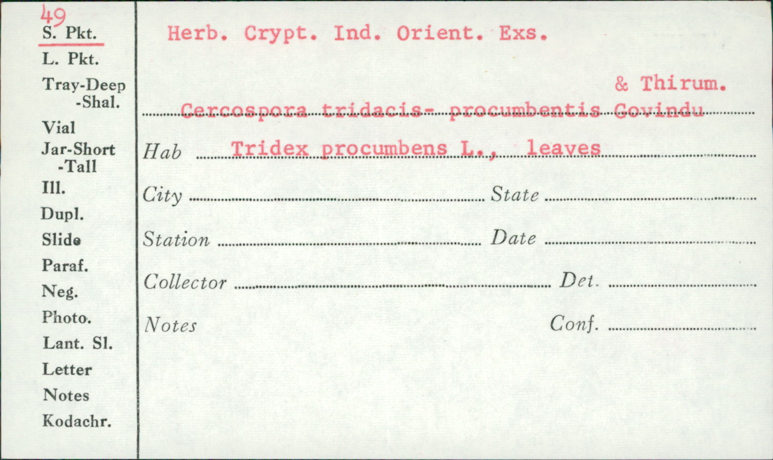 Cercospora tridacis-procumbentis image