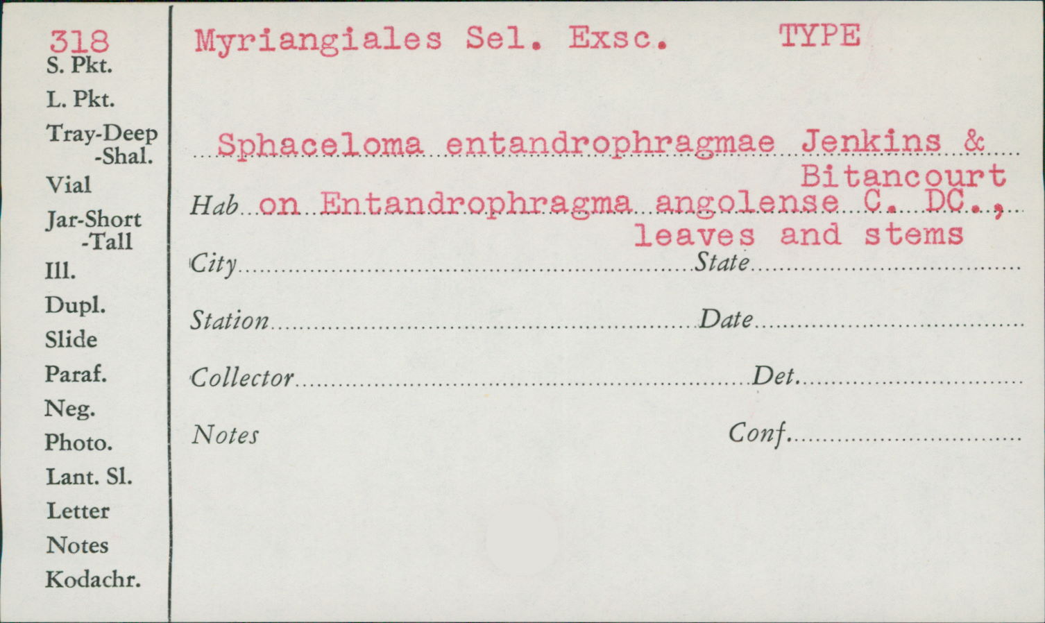 Sphaceloma entandrophragmae image