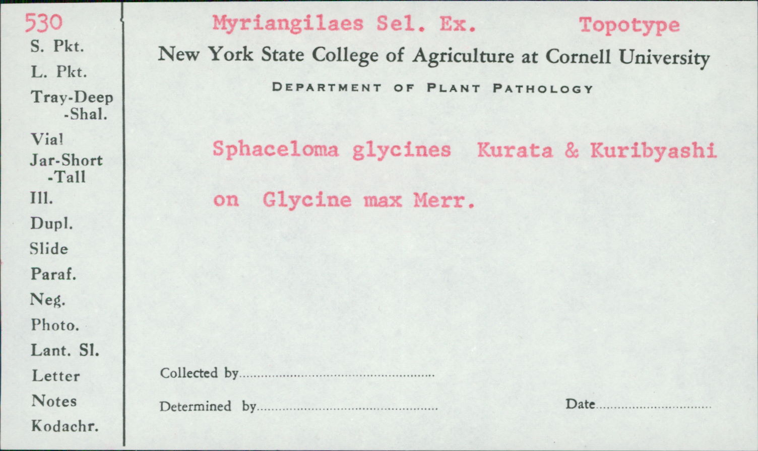 Sphaceloma glycines image