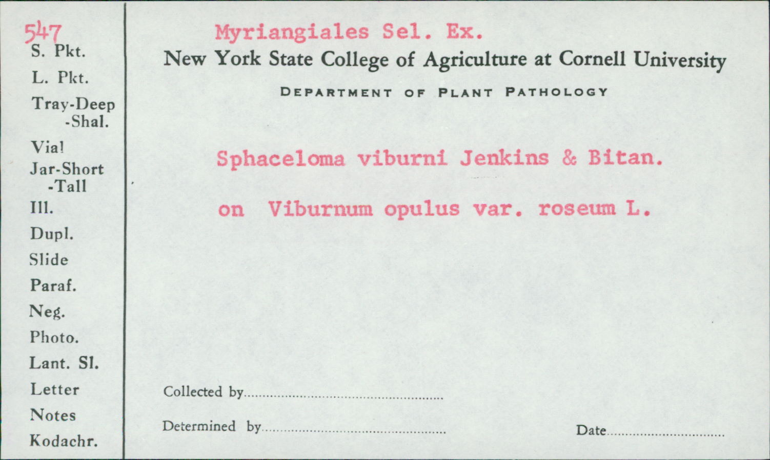 Sphaceloma viburni image
