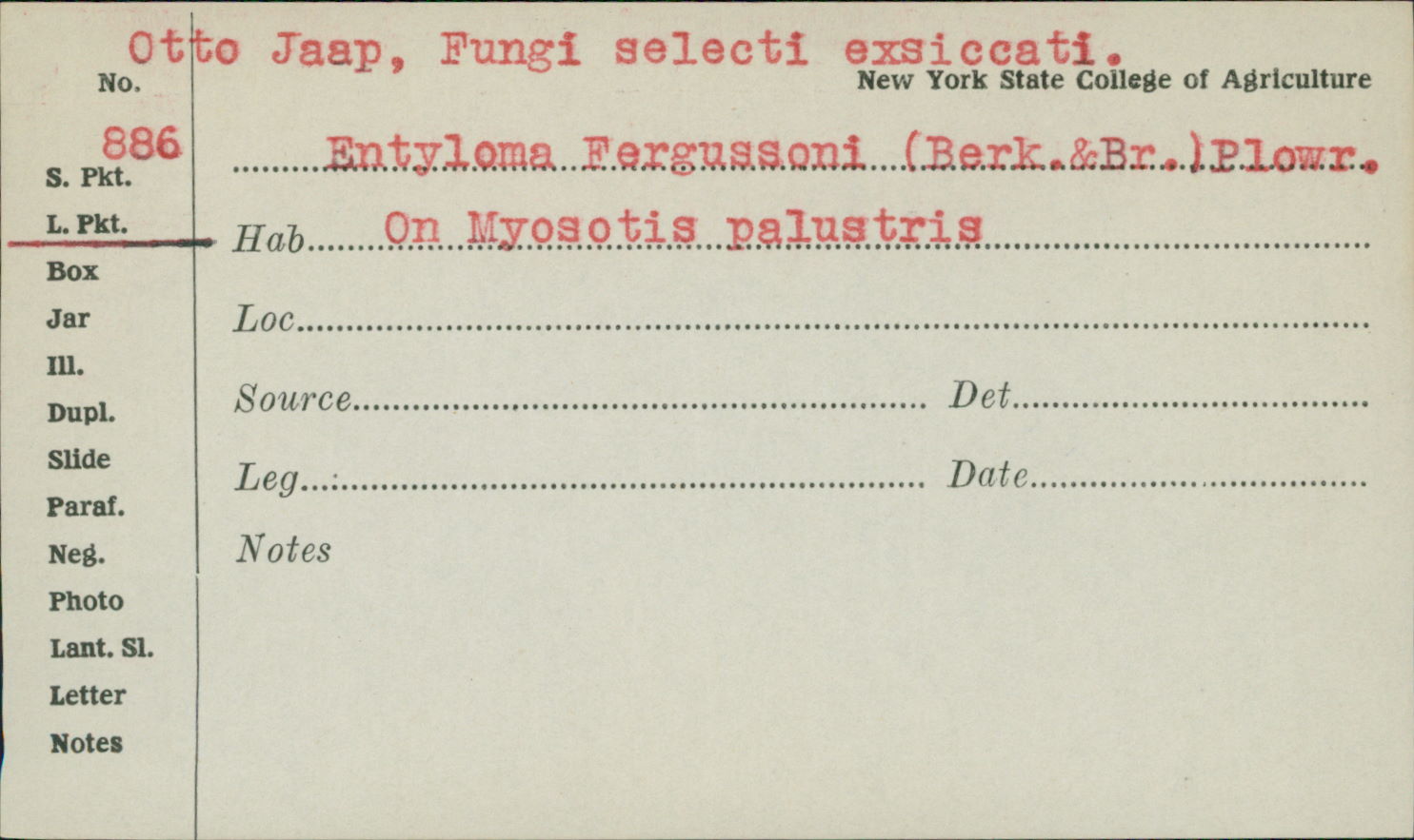 Entyloma fergussoni image