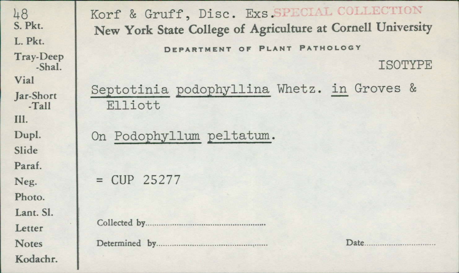 Septotis podophyllina image