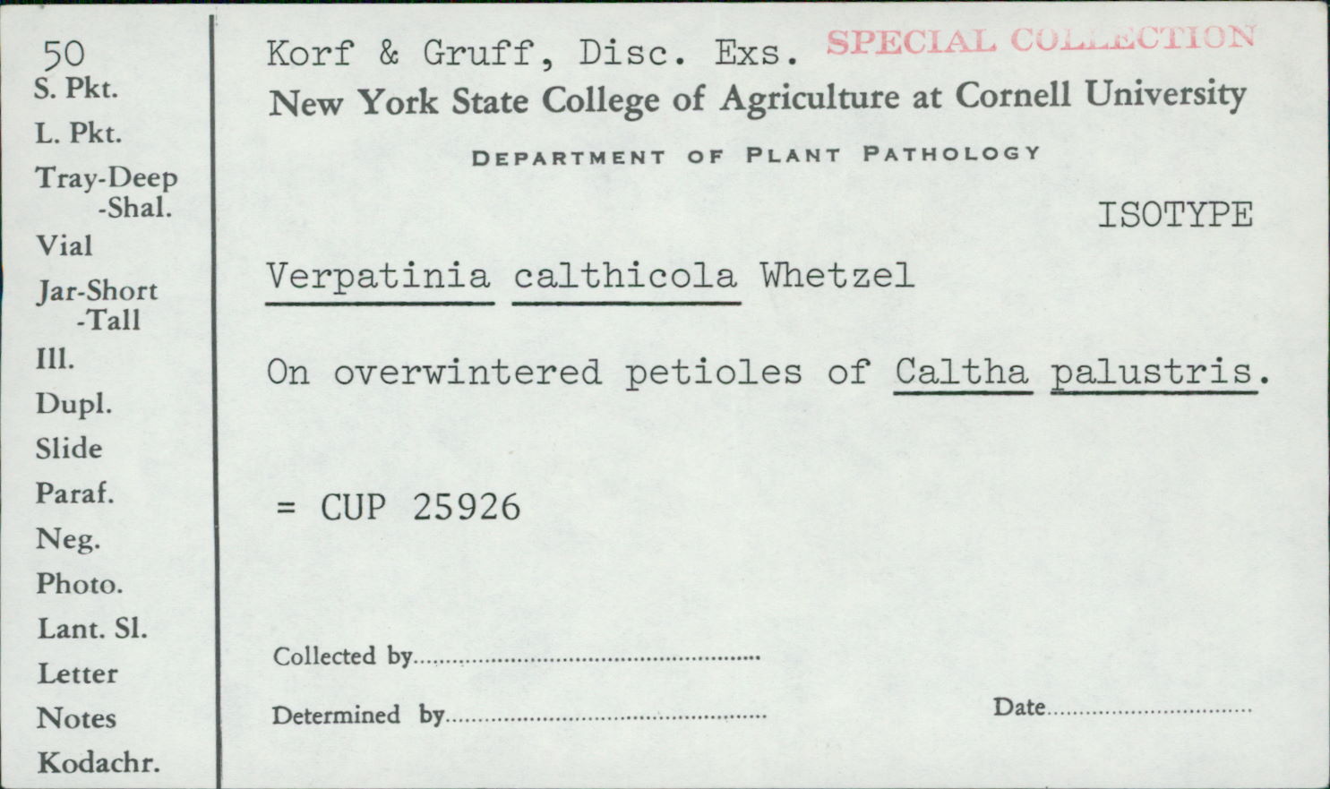 Scleromitrula calthicola image