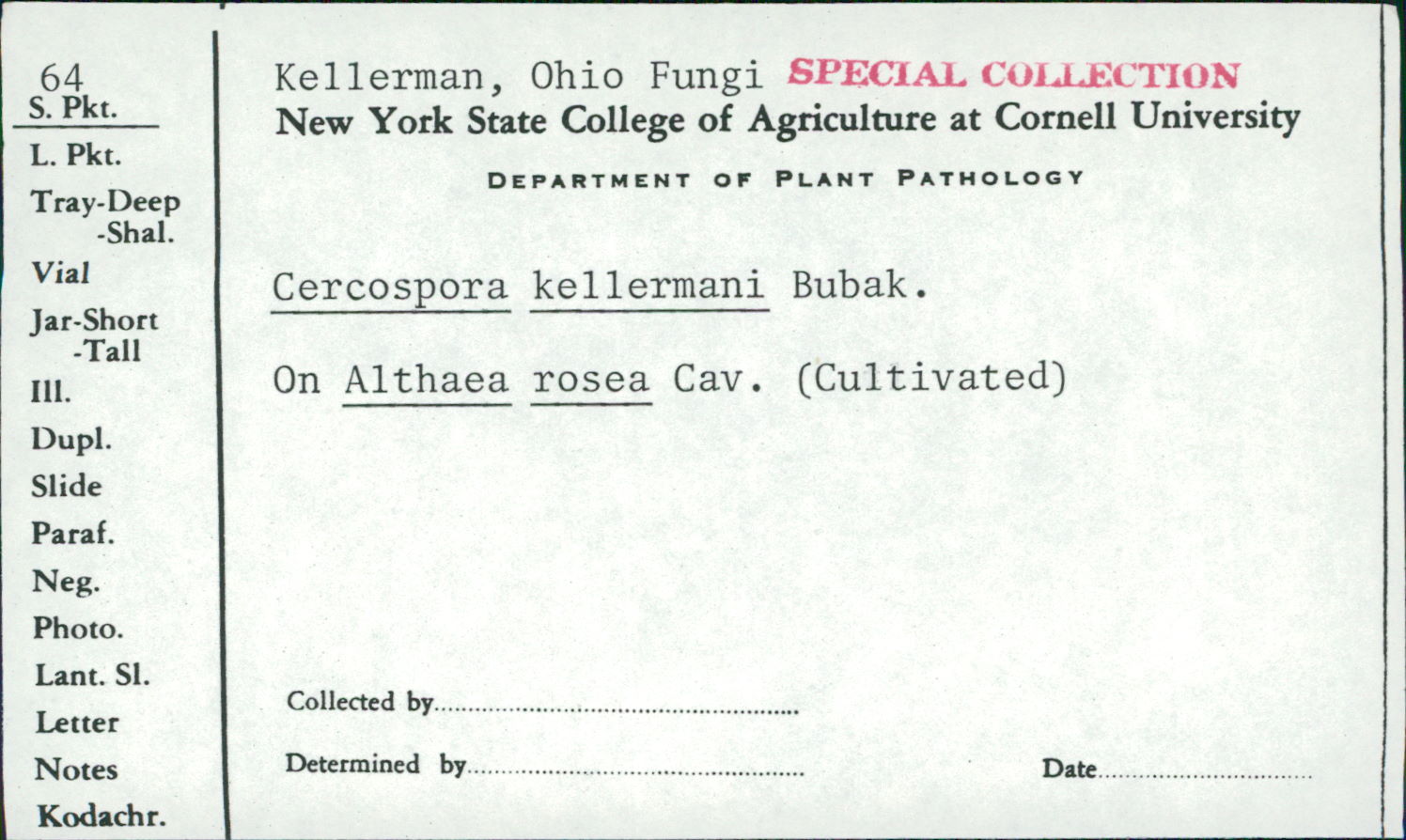 Cercospora kellermanii image