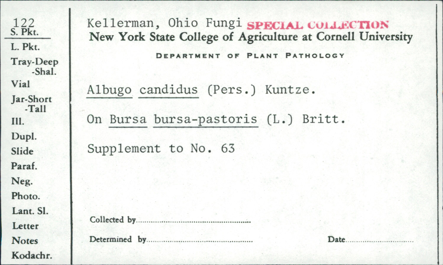 Albuginaceae image